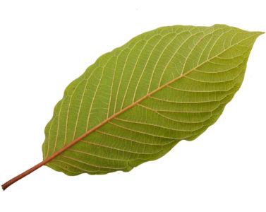 kratom