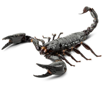 scorpion pain